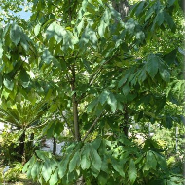 asimina-triloba-indianerbanane-paw-paw (3)